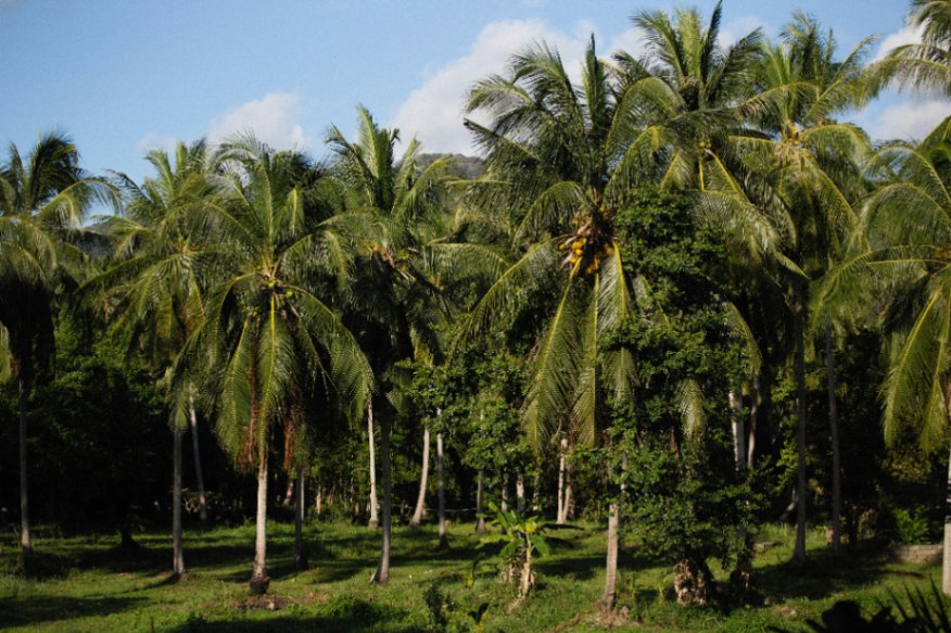 Kebun Kelapa Sawit